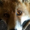 Taxidermy young foxes.