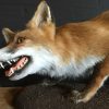 Sehr eclusiver ausgestopfter Fuchs.