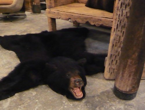 Exclusive beautiful black bear rugs with stuffed head