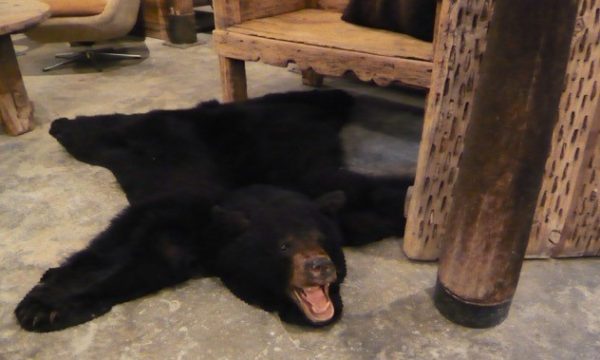 Exclusive beautiful black bear rugs with stuffed head