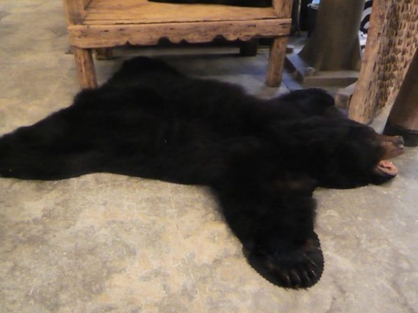 Exclusive beautiful black bear rugs with stuffed head