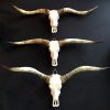 Exclusive skull of a longhorn.