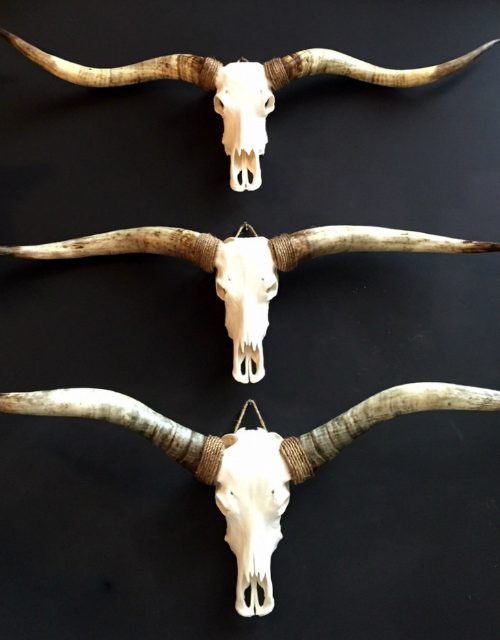 Exclusive skull of a longhorn.