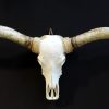 Exclusive skull of a longhorn.