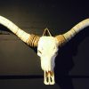 Exclusieve schedel van een longhorn