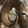 Exclusive taxidermy head of a Bighorn ram.