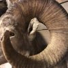 Exclusive taxidermy head of a Bighorn ram.