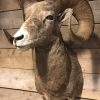 Exclusive taxidermy head of a Bighorn ram.