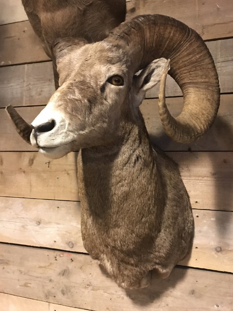 Exclusive taxidermy head of a Bighorn ram.