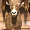 Exclusive taxidermy head of a Bighorn ram.