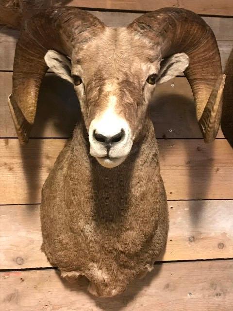 Exclusive taxidermy head of a Bighorn ram.