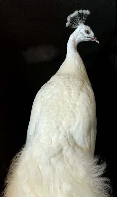 Exclusive taxidermy white peacock