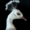 Exclusive taxidermy white peacock