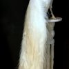 Exclusive taxidermy white peacock