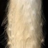 Exclusive taxidermy white peacock