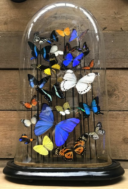 Extremely large antique glass dome with mix of butterflies
