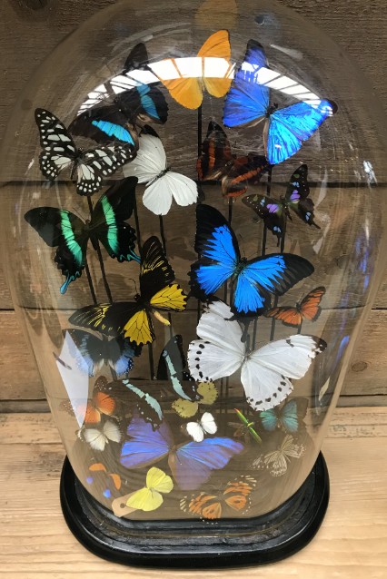 Extremely large antique glass dome with mix of butterflies