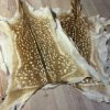 Fallow deer hides