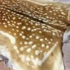 Fallow deer hides