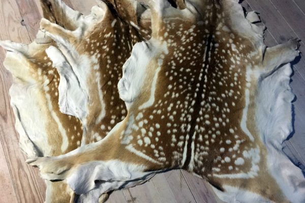 Fallow deer hides