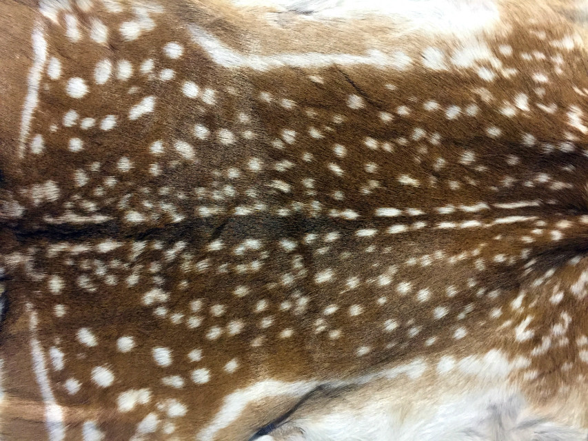 Fallow deer hides - BEAST Interiors Fallow deer hides - BEAST Interiors
