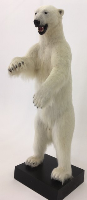 Rare stuffed polar bear