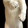 Stuffed polar bear