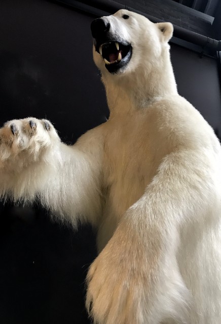 Stuffed polar bear