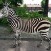 FM 104, Very unique taxidermy mountain zebra