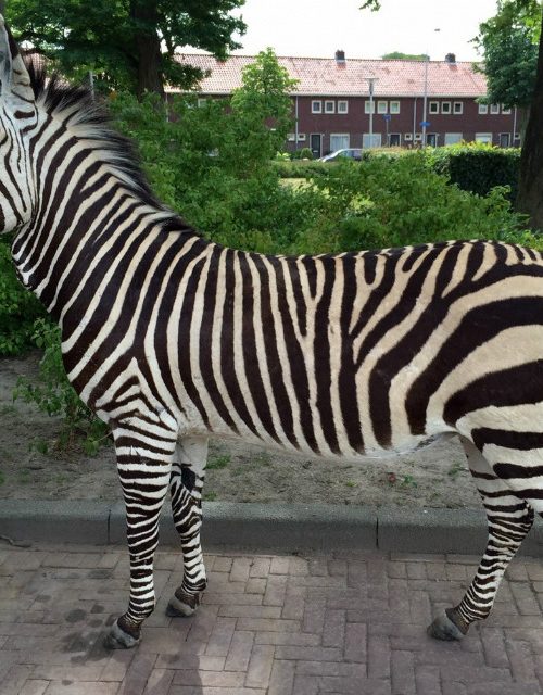 FM 104, Very unique taxidermy mountain zebra