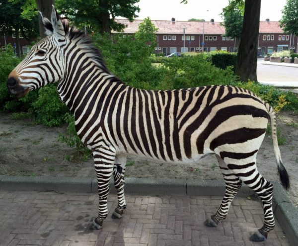 FM 104, Very unique taxidermy mountain zebra