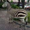 FM 104, Very unique taxidermy mountain zebra