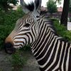 FM 104, Very unique taxidermy mountain zebra