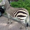 FM 104, Sehr einzigartige Taxidermie Bergzebra