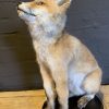 FM 201, Taxidermy young fox