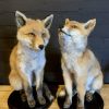 Recent taxidermy Canadian fox