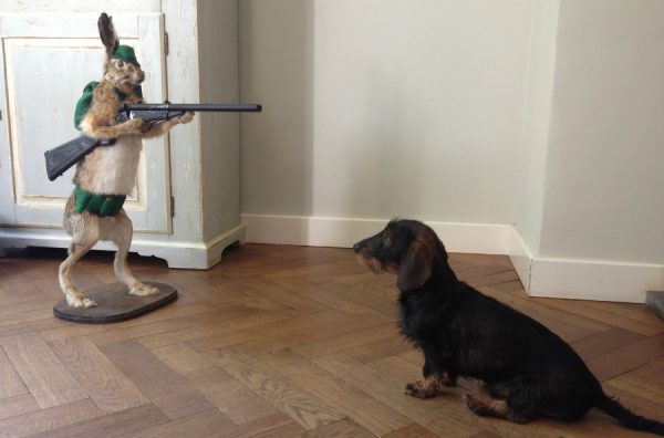 Mounted hare with gun. Hunting hare