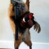 FM 230, Unique stuffed fox with pheasant