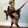 FM 230, Unique stuffed fox with pheasant