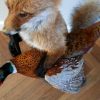 FM 230, Unique stuffed fox with pheasant