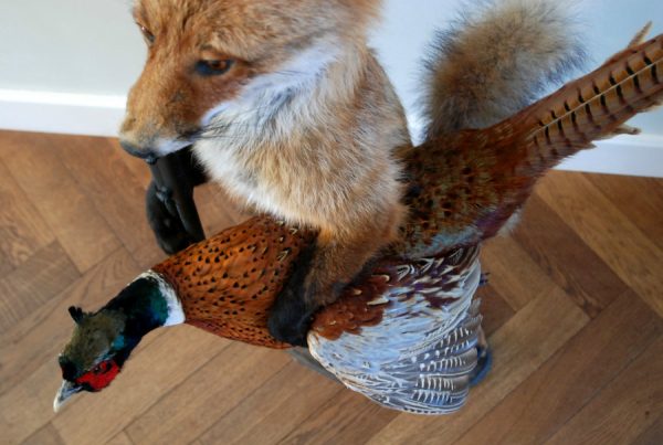 FM 230, Unique stuffed fox with pheasant