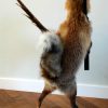 FM 230, Unique stuffed fox with pheasant