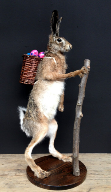 FM 240, Taxidermy Easter bunny