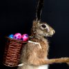 FM 240, Taxidermy Easter bunny