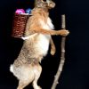 FM 240, Taxidermy Easter bunny