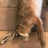 Mounted taxidermy fox as still life.