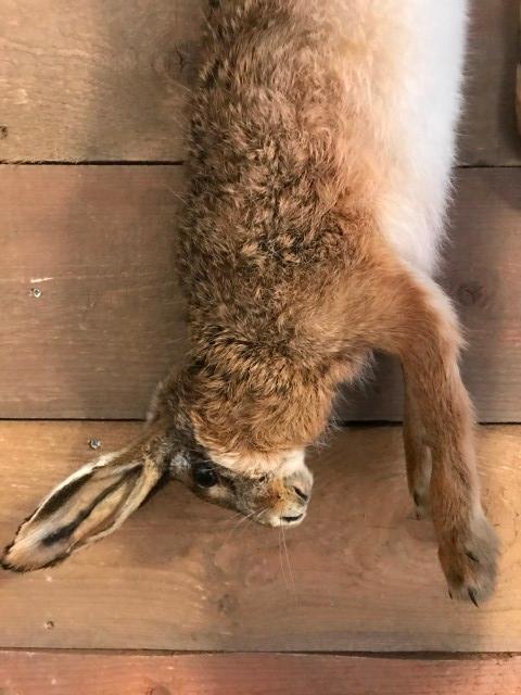 Taxidermy hare as still life