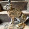 Taxidermy hare.