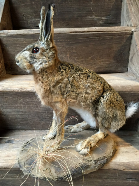 Taxidermy hare.