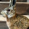 Taxidermy hare.